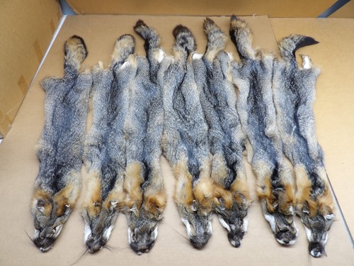 Grey fox professionally - grey,