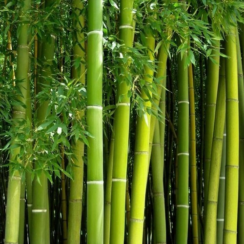 Giant bamboo seeds for - giant,