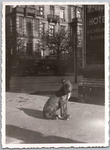 Vtg snapshot boxer - snapshot, dog
