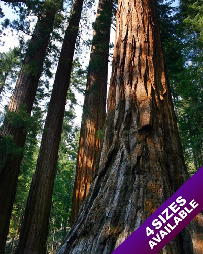 Giant sequoia redwood tree - giant,
