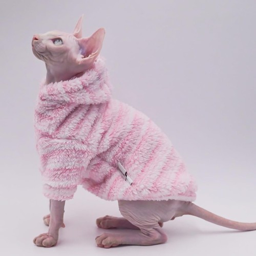 Sphynx cat apparel kitty - cat,