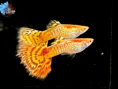 Trio live guppy - trio,