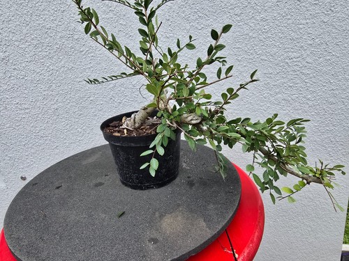 Chinese elm bonsai cascade - elm,