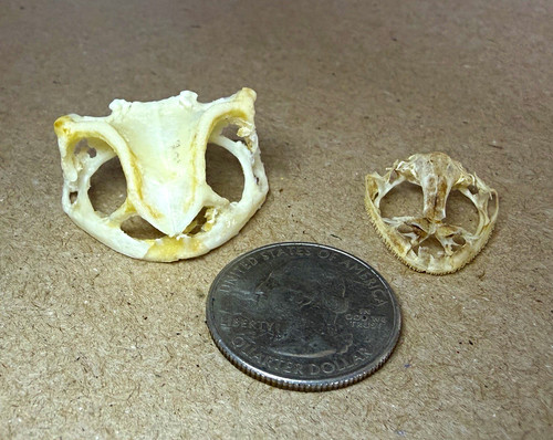 Frog and toad skull - frog,