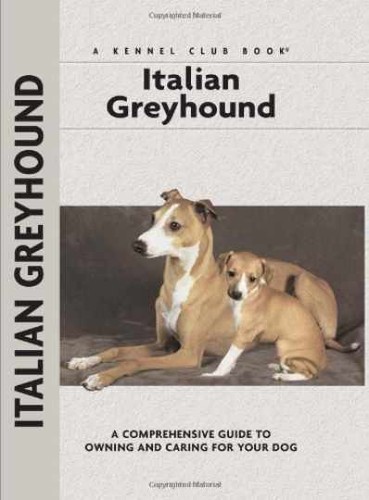 Italian greyhound - italian,