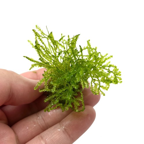 Weeping moss vesicularia - weeping,