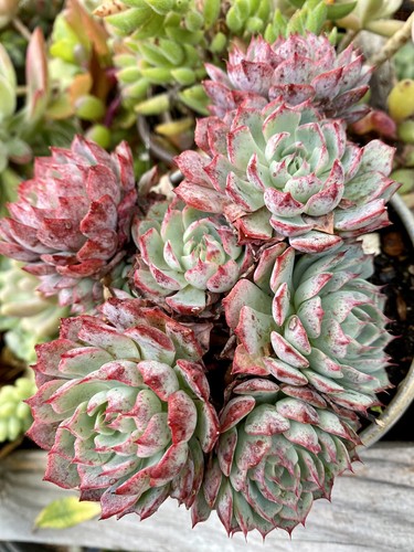 Rooted succulent plant - succulent,