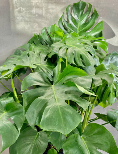 Philodendron monstera - philodendron,