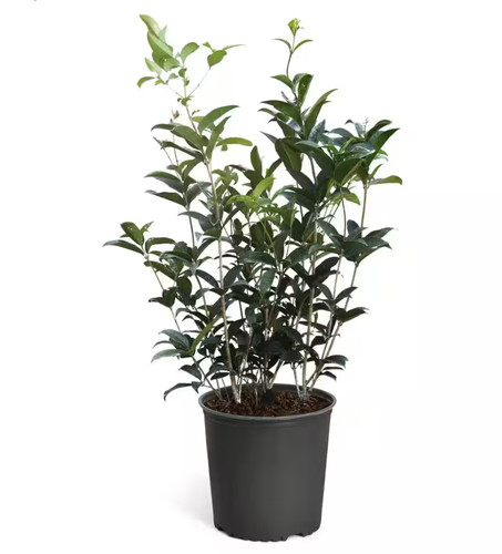 Live plant 3ft fragrant - 3ft,