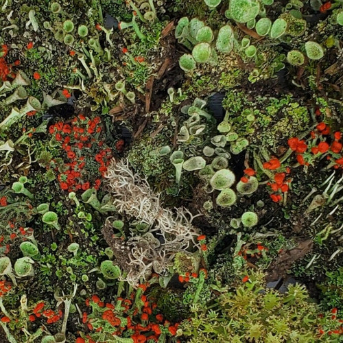 Live lichen assortment for - live,