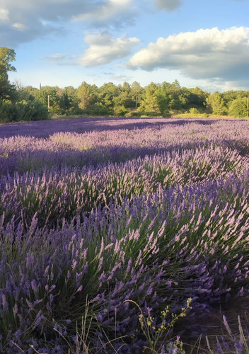 Lavender provence live - live, plant