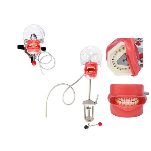 Dental simulator manikin - simulator,