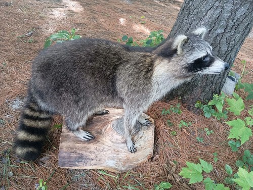 Raccoon taxidermy mount - raccoon,