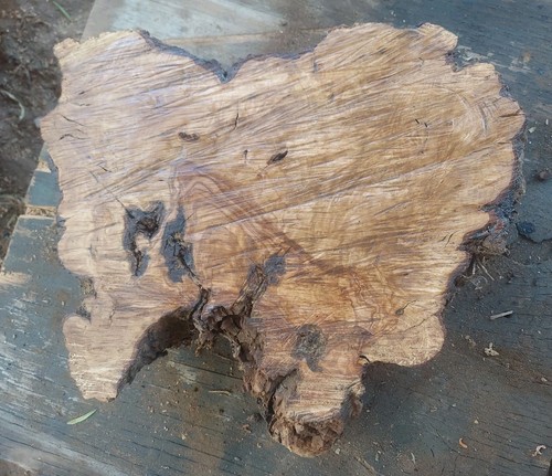 Olive burl wood - olive,