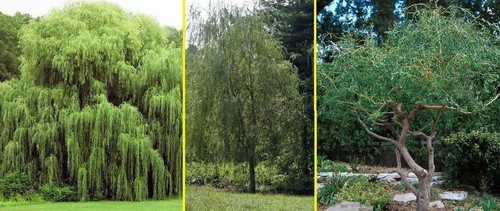 Willow trees ready - ready, to