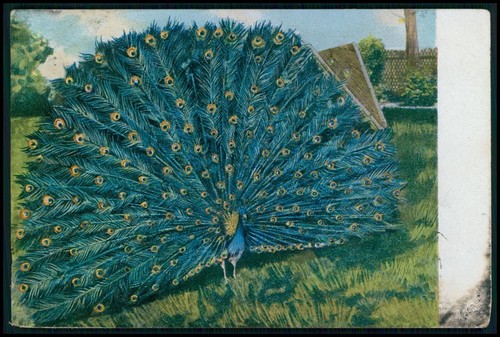 Big male peacock bird - big,