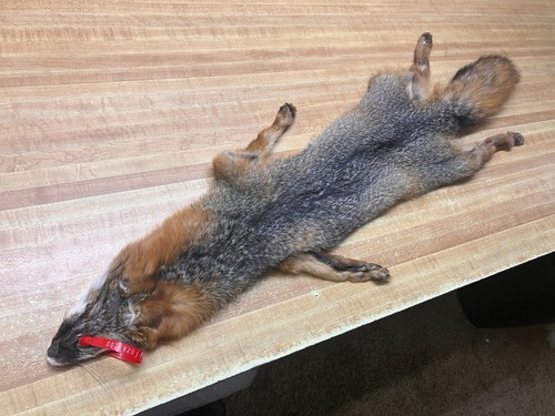 Tanned grey fox hide with - tanned, paws