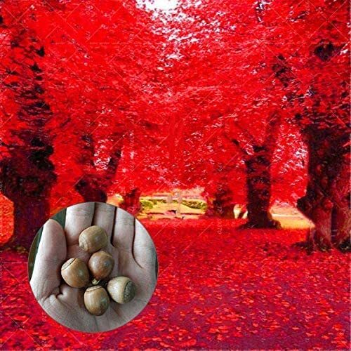 Red oak tree seeds for - seeds,