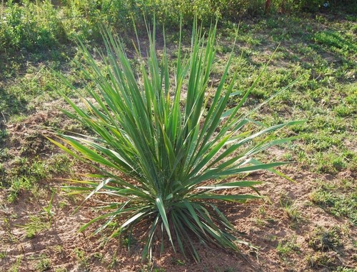 Large yucca plant inches - yucca,