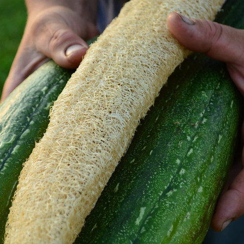 Luffa gourd seeds loofah - luffa,