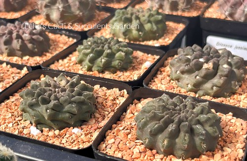 Cactus eriosyce occulta - cactus-, |