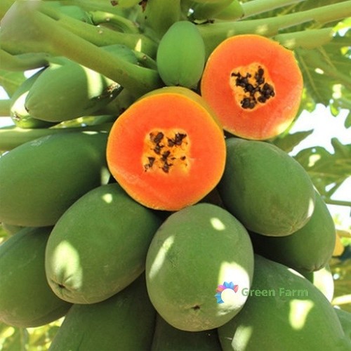 Seeds carica papaya - papaya, tree