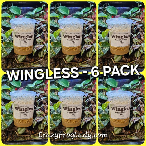 Fruit fly culture wingless - fly,