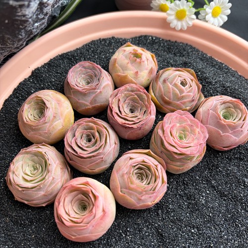 3pcs rare mountain rose - 3pcs,