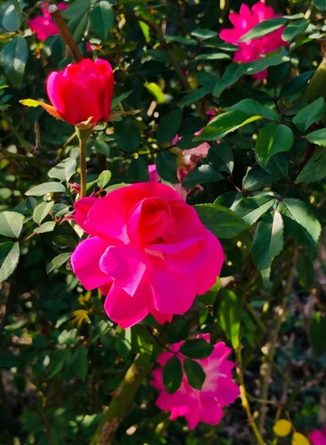 Climbing don juan pink - don,