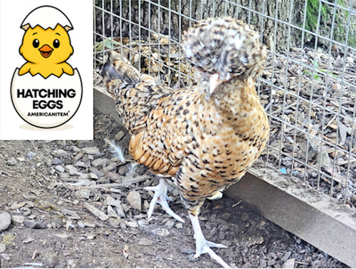 Fertile chicken purebred - fertile,