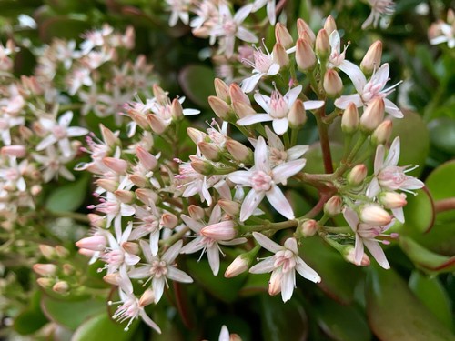 Jade plant money - plant,, tree