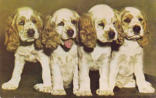 Four cocker spaniel - cocker,