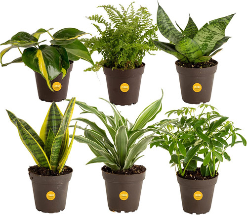 Live house plants - plants, pack)