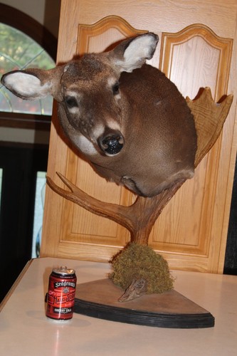 Yearling whitetail deer head - yearling,