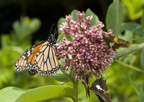 Common and swamp milkweed - common,