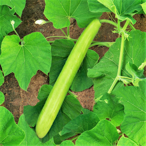 Big green sausage - sausage, gourd