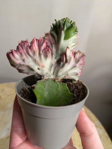 Rare variegated coral cactus - coral,