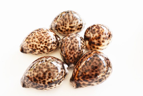 Leopard tiger cowrie shell - leopard,