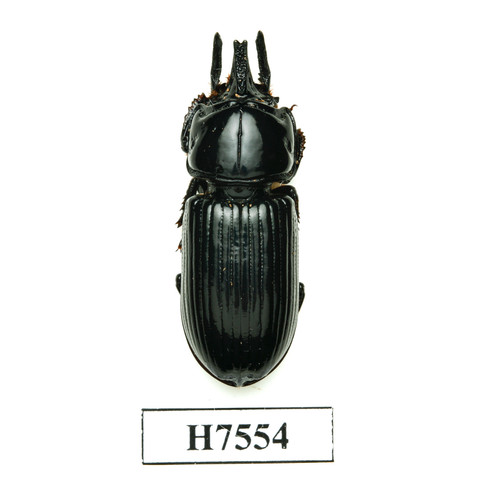 Beetle insect h7554 - beetle,,