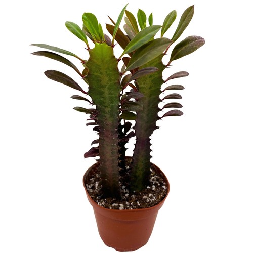 African milk tree euphorbia - african,