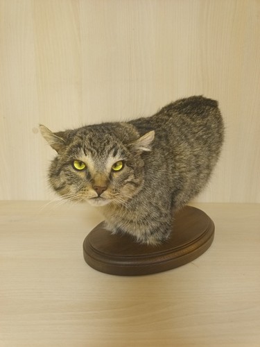 Head 2nd wild cat taxidermy - head,
