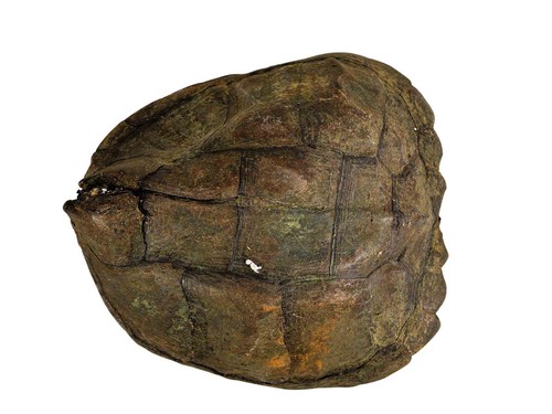 Real snapping turtle shell - 11",
