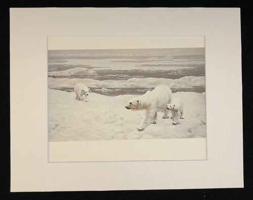 Charles frace polar bear - frace', bear"