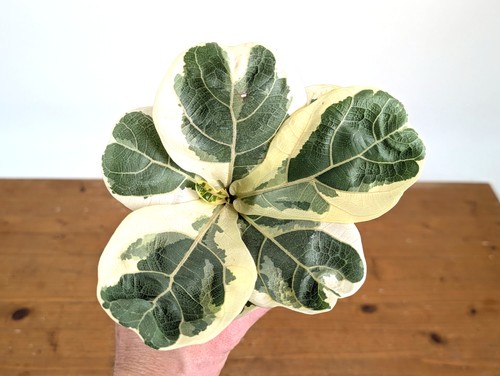 Varieagated ficus lyrata - varieagated,