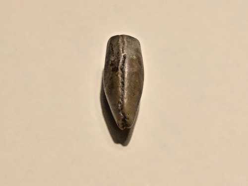Dinosaur tooth - dinosaur,