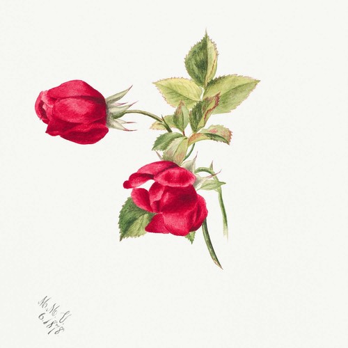 Botanical plant illustration - plant,