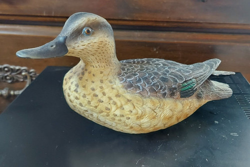 Female green winged teal duck - green,