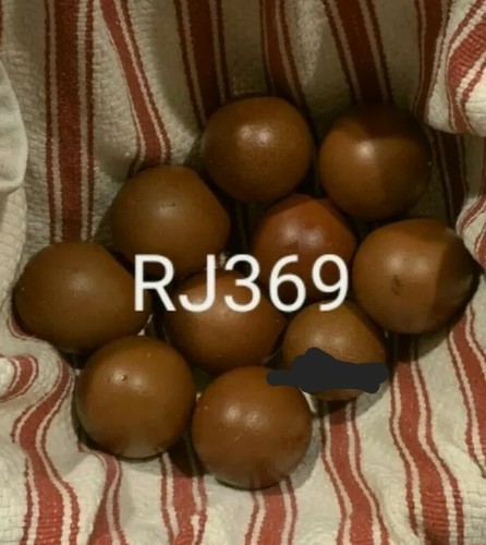 Black copper marans - copper,