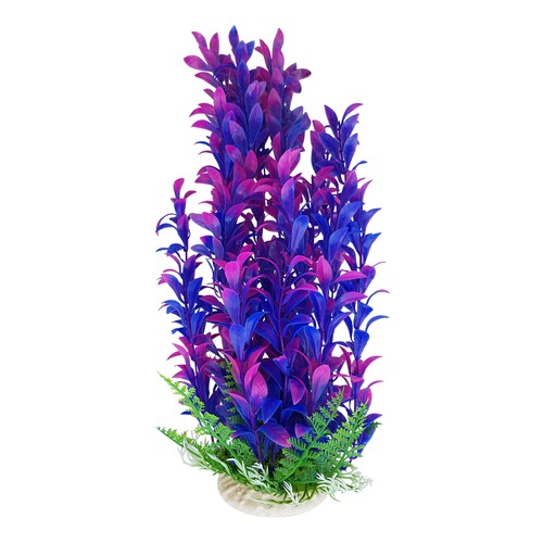 Purple aquarium plant with - plant,