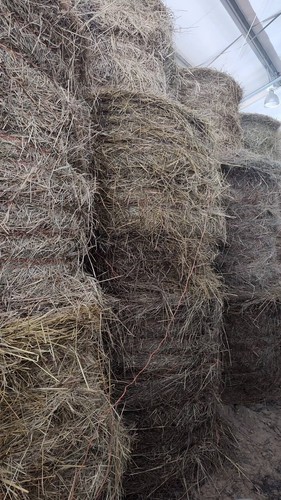 1st cut hay large round - 1st,